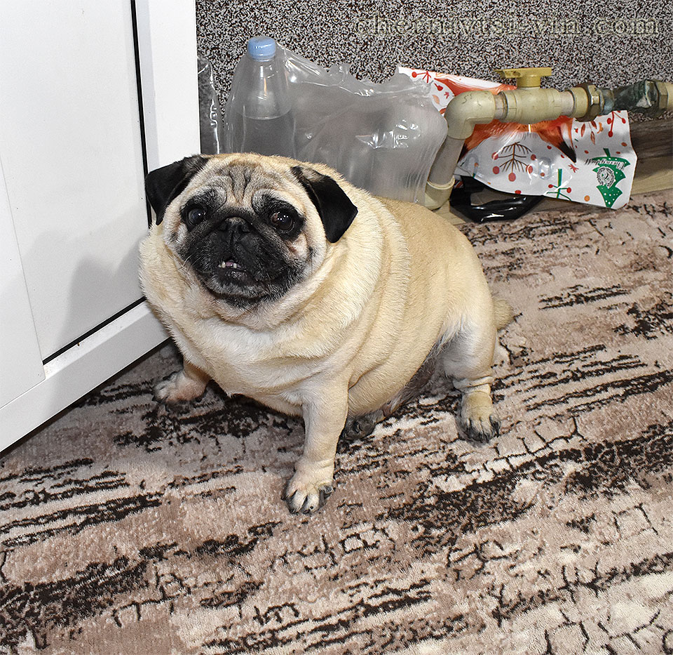 ������ ����